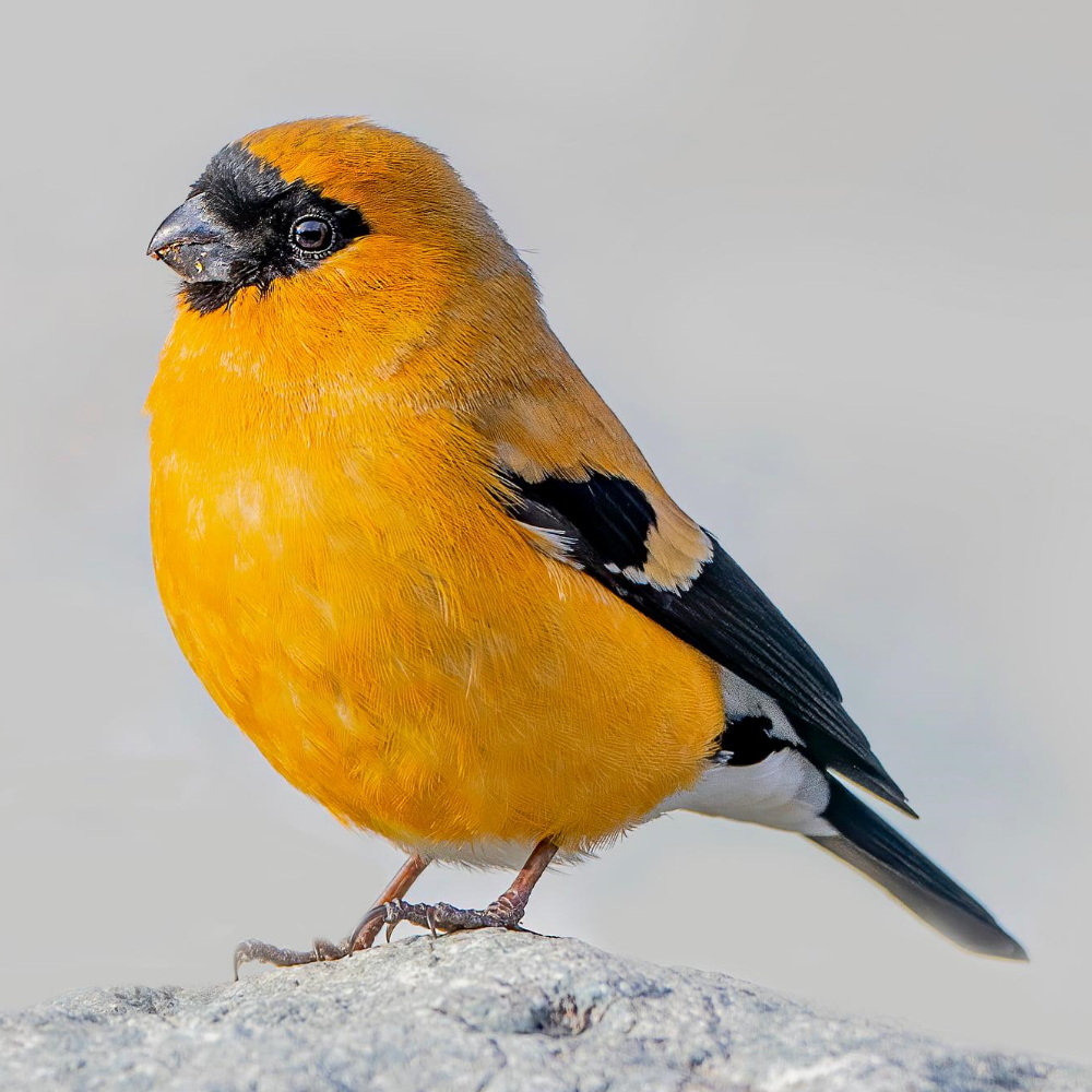 Orange Bullfinch 1000x1000-.jpg